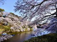 🌸 Kitanomaru Park Sakura Diaries: Picnics, Petals & Perfect Vibes! 🌸