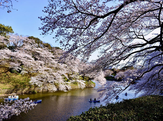 🌸 Kitanomaru Park Sakura Diaries: Picnics, Petals & Perfect Vibes! 🌸