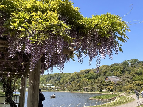 Wisteria, Azaleas, and Fresh Greenery at Sankeien Garden in