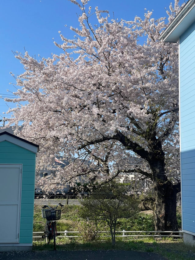 Towada Cherry Blossom Bliss: A Dream of Sakura Snow 🌸❄️