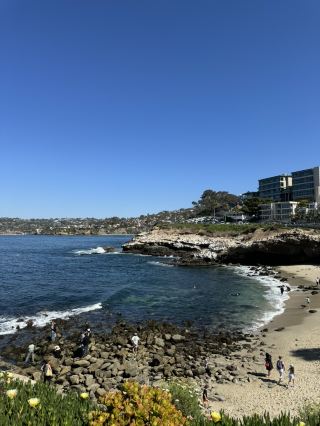 🐬 La Jolla Cove, 샌디에고의 보석 같은 해변! 