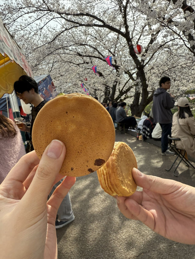 千葉県のイチオシ花見スポット🌸