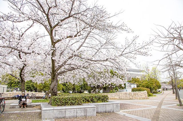🌸 Utsubo Park: Osaka’s Chic Secret Sakura Spot! 🌸
