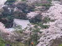 Cherry Blossom Magic at Sankeien Garden: A Springtime Escape in Yokohama