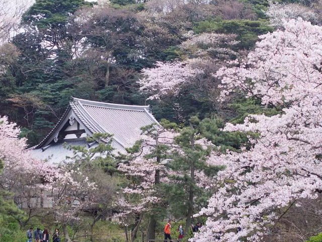 Cherry Blossom Magic at Sankeien Garden: A Springtime Escape in Yokohama