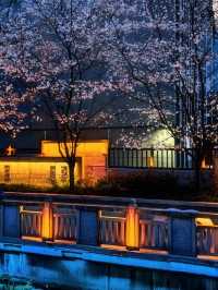 Nanjing Zhenzhu River Night Sakura When the Cherry Blossom Canal Becomes A Dreamscape