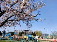 札幌農試公園，市民賞櫻踏青的農業試驗園區