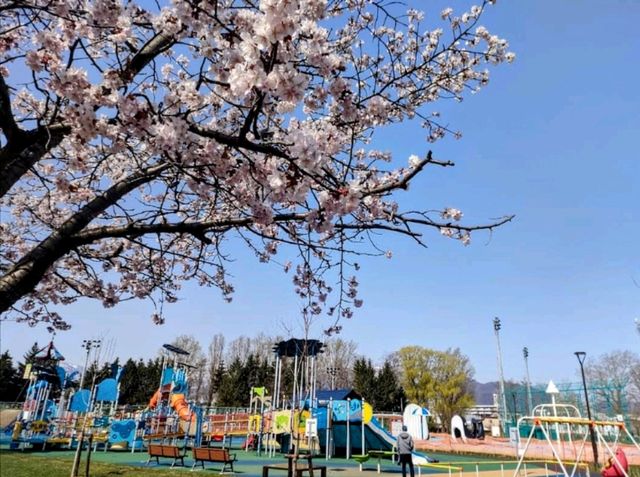 札幌農試公園，市民賞櫻踏青的農業試驗園區