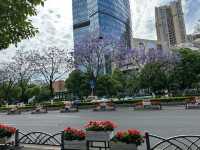 “Spring’s Eternal Kiss: Cherry Blossoms of Kunming”