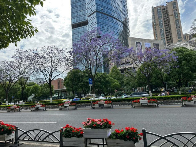 “Spring’s Eternal Kiss: Cherry Blossoms of Kunming”