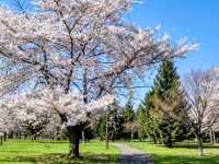 札幌中島公園，市中心最便捷的賞櫻綠洲