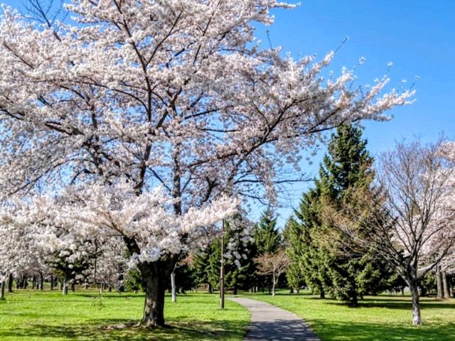 札幌中島公園，市中心最便捷的賞櫻綠洲