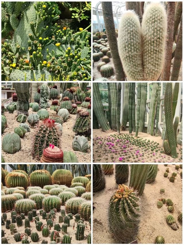 植物種類繁多的廈門園林植物園