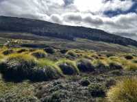 Discover the scenic view & wombats sightings at Cradle Mountain Ronny Creek walk