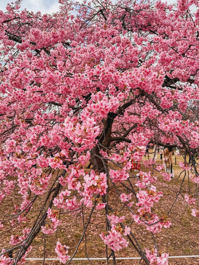 “The First Bloom of Spring: Kawazu’s River of Pink”