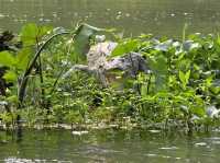 Chitwan National Park: Nepal’s Wild Treasure