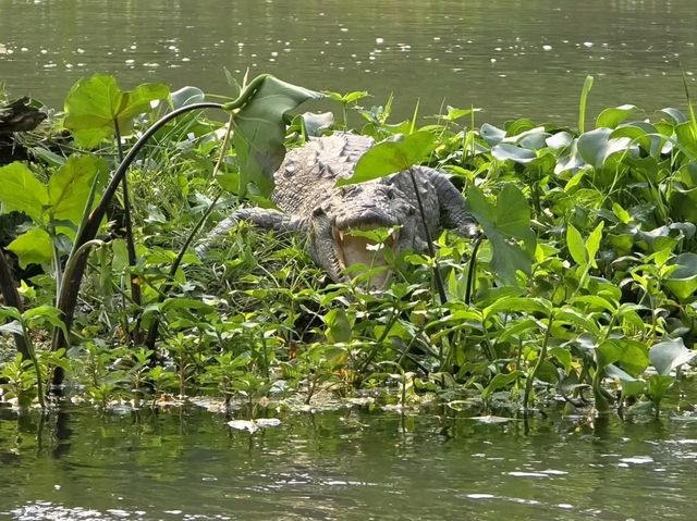 Chitwan National Park: Nepal’s Wild Treasure Chitwan National Park: Nepal’s Wild Treasure