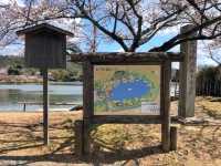 京都嵐山賞櫻順遊---大覺寺大澤池，日本最古老的池泉回遊式庭園
