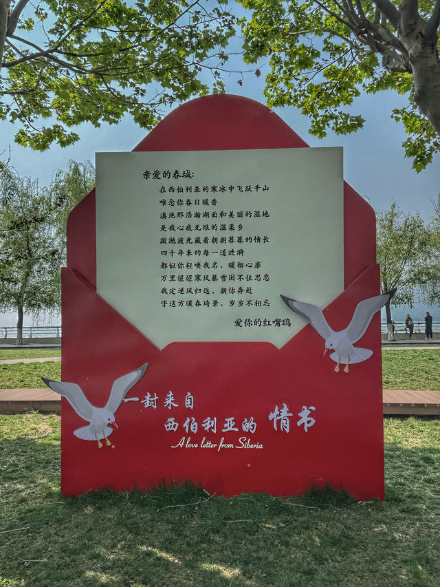 Wings Over Water: A Calm Spring Morning at Haigeng Park