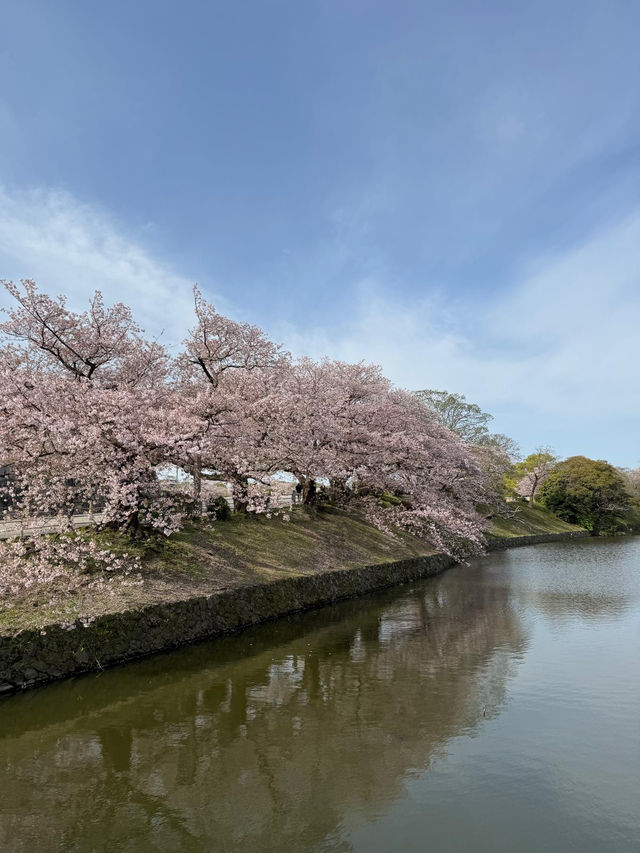 福岡看櫻花