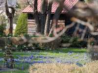 “The Scholar’s Garden: Hokkaido University in Bloom” 