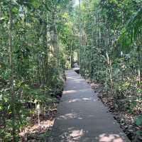 Above the Canopy: Walk on the Wild Side at MacRitchie 🇸🇬