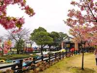 Amanohashidate in Spring