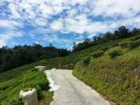 Cameron Highlands’ Green Gem