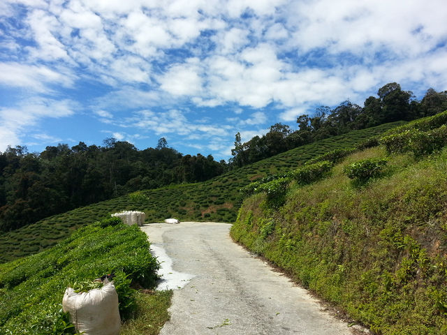 Cameron Highlands’ Green Gem
