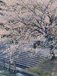 Cherry Blossom Scent in the Air – Kyoto's Nearby Must-Visit Spots 🌸