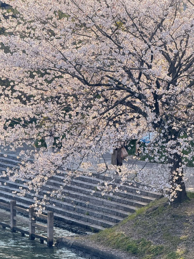 Cherry Blossom Scent in the Air – Kyoto's Nearby Must-Visit Spots 🌸