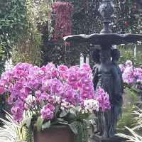 The Bronx in Bloom: The Orchid Show at NYBG