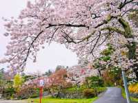 Cherry Blossoms Meet Castle