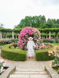 【調布】バラの香りに癒される🌸