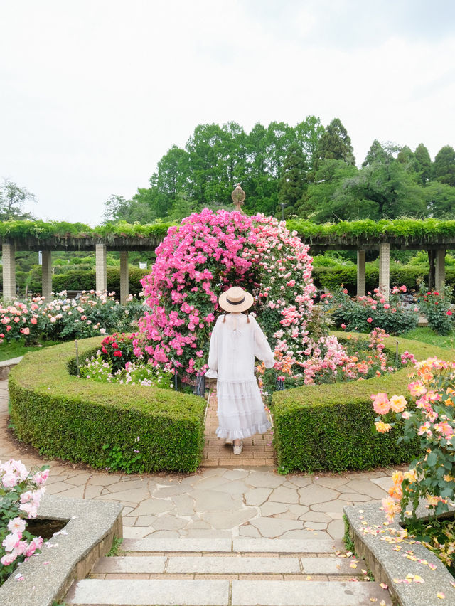 【調布】バラの香りに癒される🌸