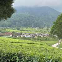 A Day at Beautiful Tea Plantation, Pangalengan-West Java
