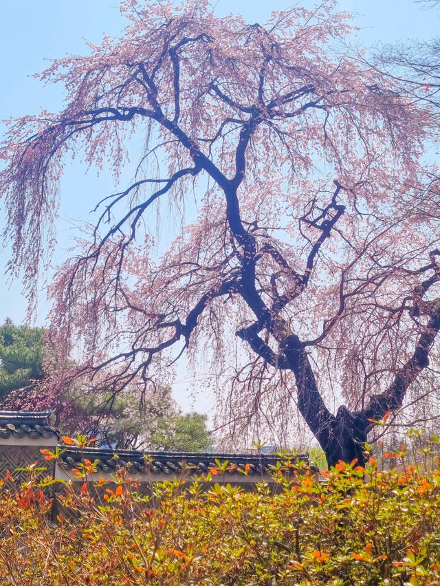 💕청덕궁 가족과 함께 거닐기 좋은 곳 🌲
