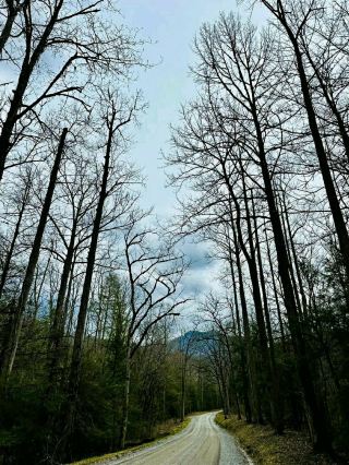 Mist and Magic: Hiking the Alum Cave Trail in the Smokies