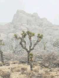 Iconic Views from Keys View: Joshua Tree’s Must-See Landmark