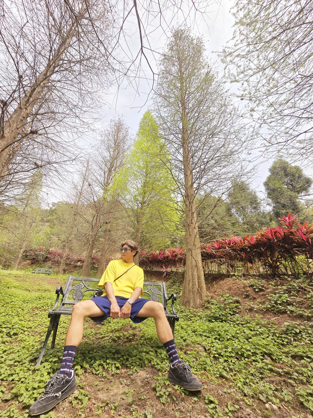 苗栗三灣落羽松莊園秘境
