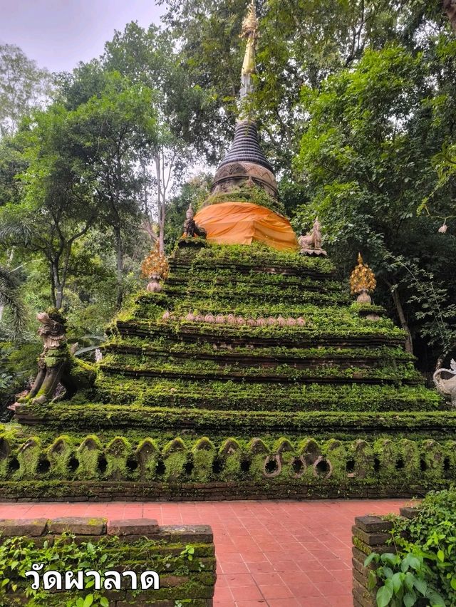 Chiang Mai ✈️
