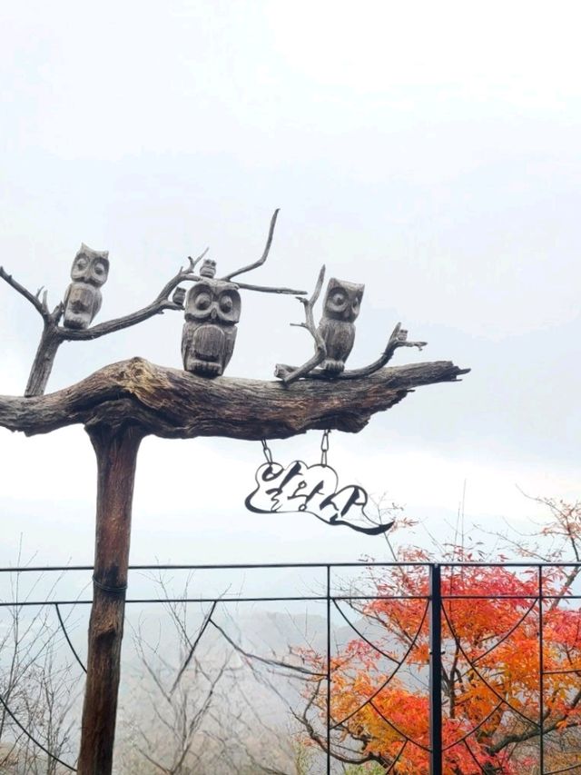 깊어가는 평창가을 [발왕산 천년주목숲길]