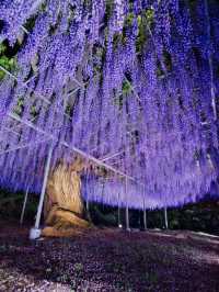 【行く前にこれ見て】世界が息をのむ美しさ、奇跡の大藤に心奪われる💜✨※観光攻略情報付き