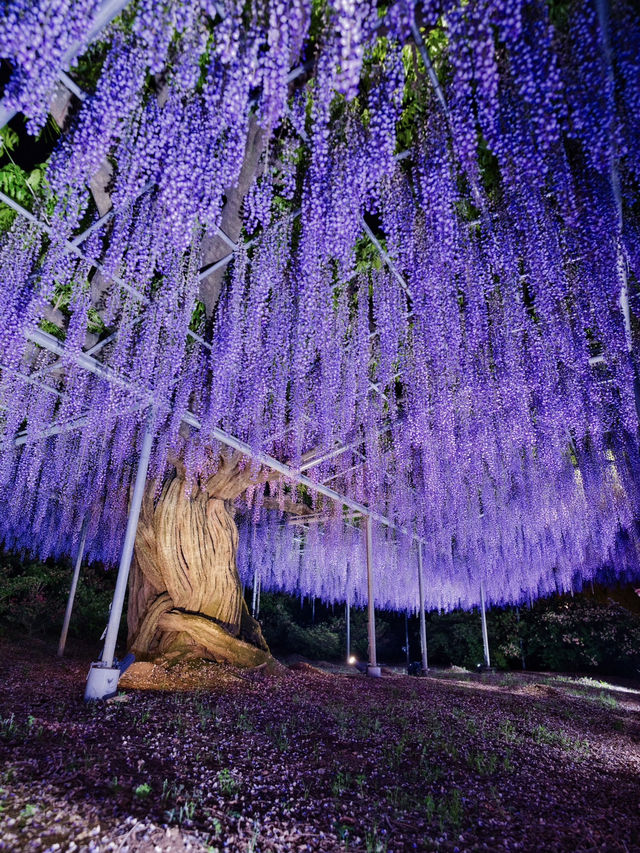 【行く前にこれ見て】世界が息をのむ美しさ、奇跡の大藤に心奪われる💜✨※観光攻略情報付き