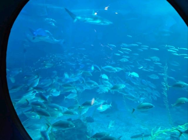 Big Fish Energy All Day