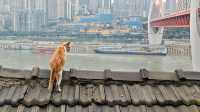 Beautiful view at Longmenhao Old Street, Chongqing