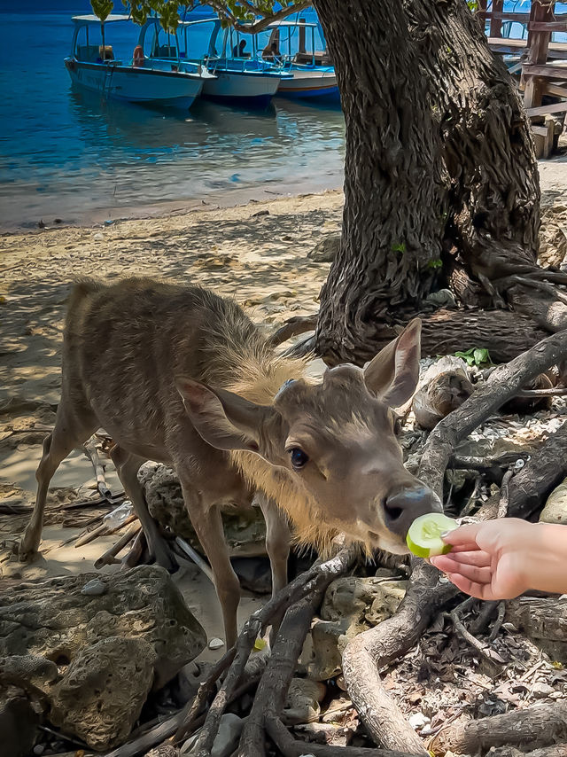 🇮🇩 야생사슴과 함께 도시락 먹을 수 있는 곳, 발리 멘장안🦌