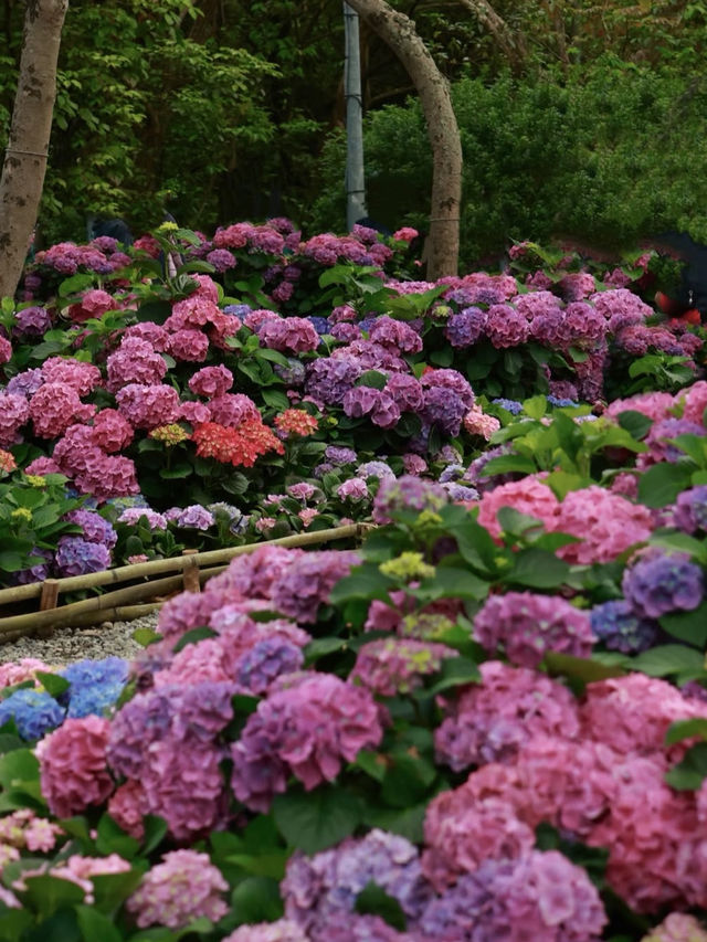 台北｜陽明山國家公園
