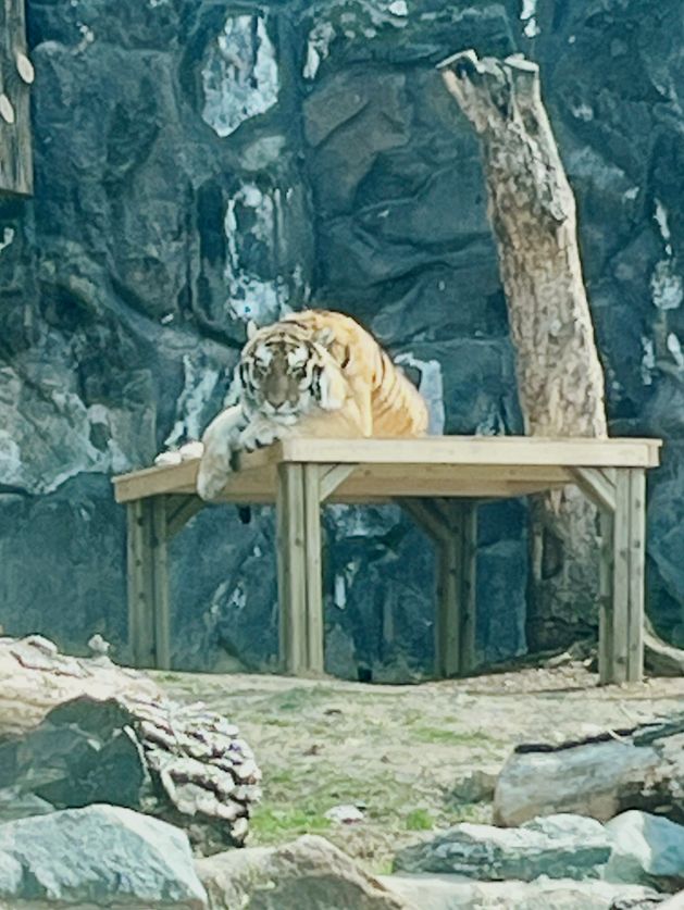 『ソウル動物園🐅』IN Korean🇰🇷