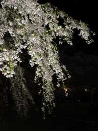🌸🏯【秋田・角館】  時が止まった町で、武家屋敷と桜に包まれる春。 